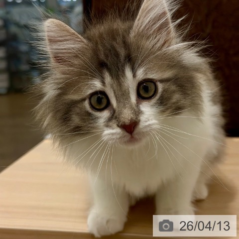 茨城県のノルウェージャンフォレストキャット (ペッツワン 古河店/2026年2月1日生まれ/男の子/ブルーマッカレルタビーホワイト)の子猫の3枚目の画像