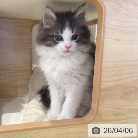 千葉県のノルウェージャンフォレストキャット (ペットプラス 幕張新都心店/2026年2月1日生まれ/男の子/ブルーマッカレルタビーホワイト)の子猫の3枚目の画像