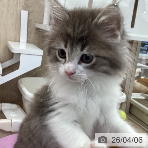 茨城県のノルウェージャンフォレストキャット (ペットプラス つくば店/2026年2月1日生まれ/女の子/ブルーマッカレルタビーホワイト)の子猫の4枚目の画像