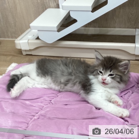 茨城県のノルウェージャンフォレストキャット (ペットプラス つくば店/2026年2月1日生まれ/女の子/ブルーマッカレルタビーホワイト)の子猫の3枚目の画像