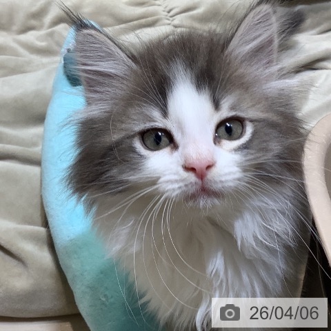 埼玉県のノルウェージャンフォレストキャット (ペットプラス クレアモール川越店/2026年2月1日生まれ/女の子/ブルーマッカレルタビーホワイト)の子猫の4枚目の画像