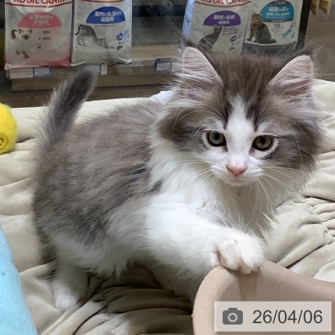 埼玉県のノルウェージャンフォレストキャット (ペットプラス クレアモール川越店/2026年2月1日生まれ/女の子/ブルーマッカレルタビーホワイト)の子猫の3枚目の画像