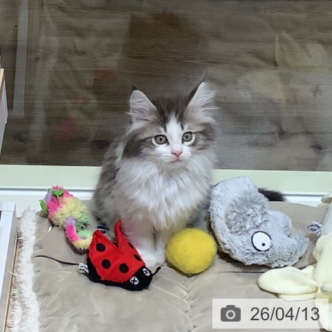 埼玉県のノルウェージャンフォレストキャット (ペットプラス クレアモール川越店/2026年2月1日生まれ/女の子/ブルーマッカレルタビーホワイト)の子猫の4枚目の画像