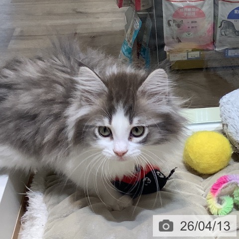 埼玉県のノルウェージャンフォレストキャット (ペットプラス クレアモール川越店/2026年2月1日生まれ/女の子/ブルーマッカレルタビーホワイト)の子猫の3枚目の画像