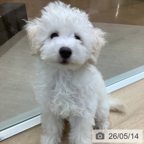 東京都のトイプードル(トイ) (ペットプラス 日の出店/2026年2月5日生まれ/男の子/クリーム)の子犬の4枚目の画像