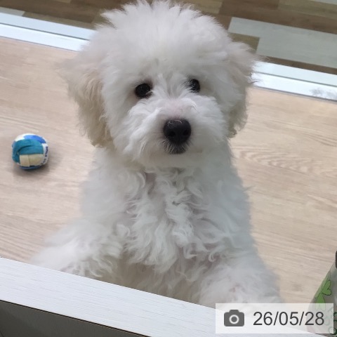 東京都のトイプードル(トイ) (ペットプラス 多摩平の森店/2026年2月5日生まれ/男の子/クリーム)の子犬の4枚目の画像