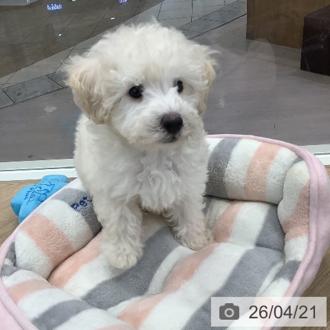 東京都のトイプードル(トイ) (ペットプラス 日の出店/2026年2月5日生まれ/男の子/クリーム)の子犬の3枚目の画像