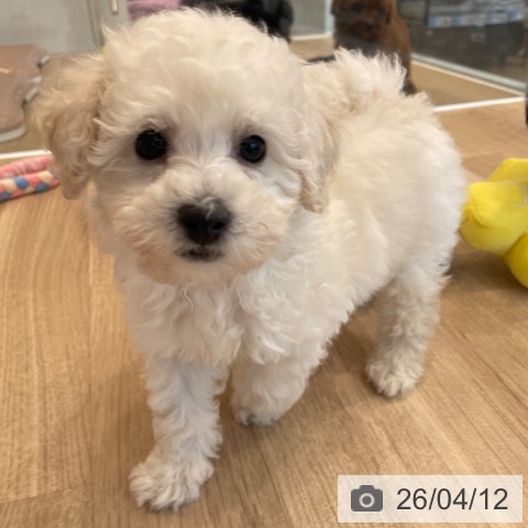 神奈川県のトイプードル(トイ) (ペットプラス テラスモール湘南店/2026年2月5日生まれ/女の子/クリーム)の子犬の3枚目の画像