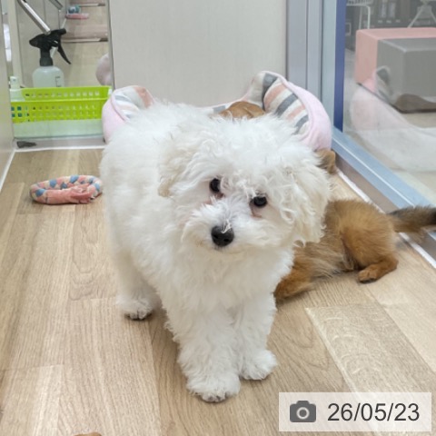 神奈川県のトイプードル(トイ) (ペットプラス アミーゴ藤沢店/2026年2月5日生まれ/女の子/クリーム)の子犬の3枚目の画像