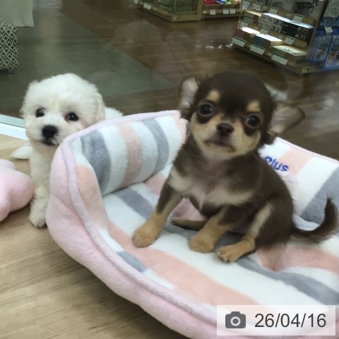 福島県のチワワ(ロング) (ペットプラス 福島店/2026年2月5日生まれ/男の子/チョコレートタン)の子犬の3枚目の画像