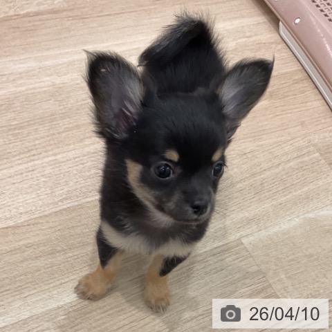 群馬県のチワワ(ロング) (ペットプラス イオンモール太田店/2026年2月5日生まれ/男の子/ブラックタン)の子犬の3枚目の画像