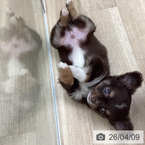 東京都のチワワ(ロング) (ペットプラス むさし村山店/2026年2月5日生まれ/男の子/チョコレートタンホワイト)の子犬の4枚目の画像