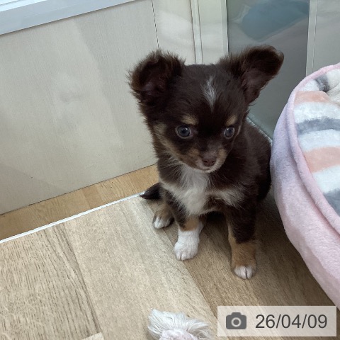 東京都のチワワ(ロング) (ペットプラス むさし村山店/2026年2月5日生まれ/男の子/チョコレートタンホワイト)の子犬の3枚目の画像