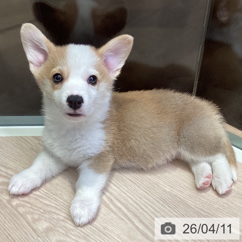 千葉県のウェルシュコーギーペンブローク (ペットプラス 幕張新都心店/2026年2月5日生まれ/男の子/レッドホワイト)の子犬の3枚目の画像