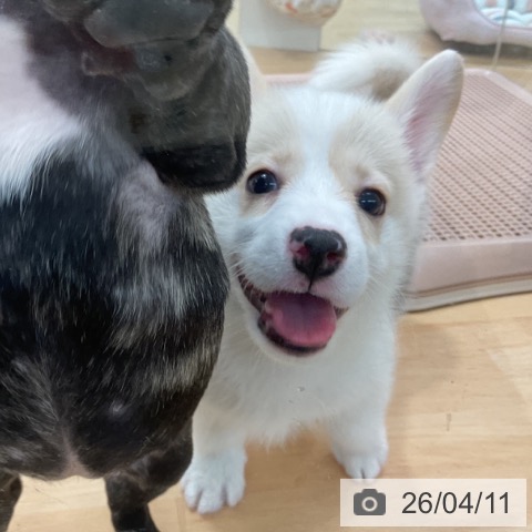 埼玉県のウェルシュコーギーペンブローク (ペットプラス 浦和美園店/2026年2月5日生まれ/男の子/フォーンホワイト)の子犬の3枚目の画像