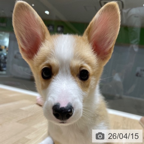 埼玉県のウェルシュコーギーペンブローク (ペットプラス ららぽーと富士見店/2026年2月5日生まれ/女の子/レッドホワイト)の子犬の4枚目の画像