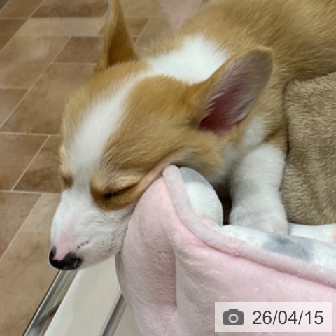 埼玉県のウェルシュコーギーペンブローク (ペットプラス ららぽーと富士見店/2026年2月5日生まれ/女の子/レッドホワイト)の子犬の3枚目の画像