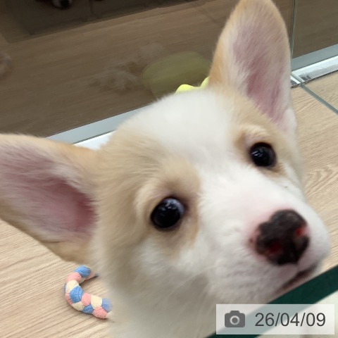 埼玉県のウェルシュコーギーペンブローク (ペットプラス 川口店/2026年2月5日生まれ/女の子/フォーンホワイト)の子犬の3枚目の画像