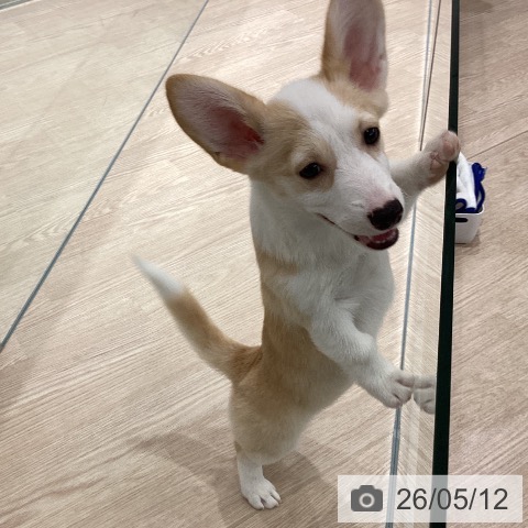 埼玉県のウェルシュコーギーペンブローク (ペットプラス 川口店/2026年2月5日生まれ/女の子/フォーンホワイト)の子犬の3枚目の画像