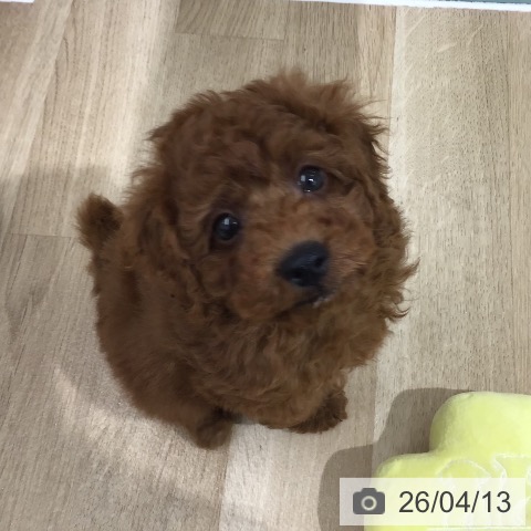 埼玉県のトイプードル(トイ) (ペットプラス 所沢店/2026年2月5日生まれ/男の子/レッド)の子犬の4枚目の画像