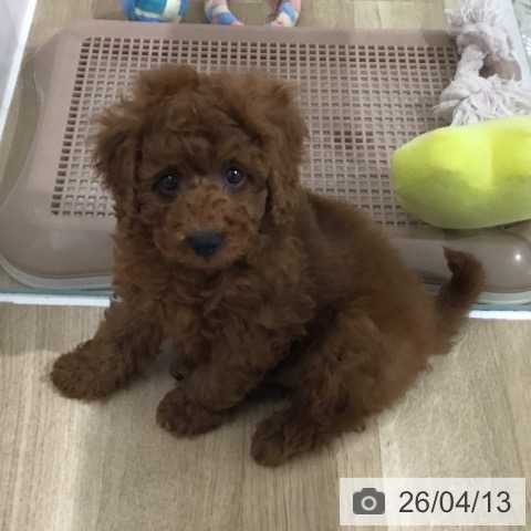 埼玉県のトイプードル(トイ) (ペットプラス 所沢店/2026年2月5日生まれ/男の子/レッド)の子犬の3枚目の画像