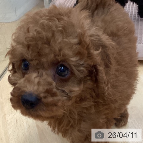 埼玉県のトイプードル(トイ) (ペットプラス 浦和美園店/2026年2月5日生まれ/男の子/レッド)の子犬の3枚目の画像