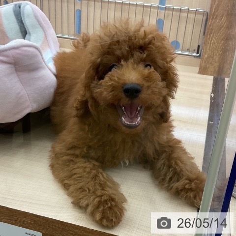 埼玉県のトイプードル(トイ) (ペッツワン 浦和美園店/2026年2月5日生まれ/男の子/レッド)の子犬の3枚目の画像
