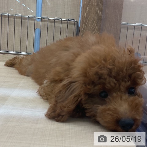 埼玉県のトイプードル(トイ) (ペッツワン 浦和美園店/2026年2月5日生まれ/男の子/レッド)の子犬の3枚目の画像
