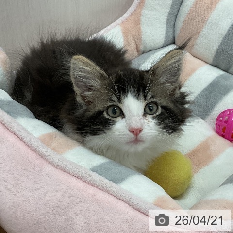 神奈川県のノルウェージャンフォレストキャット (ペットプラス モザイクモール港北店/2026年2月6日生まれ/男の子/ブラウンタビーホワイト)の子猫の4枚目の画像