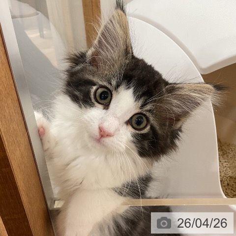 神奈川県のノルウェージャンフォレストキャット (ペットプラス モザイクモール港北店/2026年2月6日生まれ/男の子/ブラウンタビーホワイト)の子猫の3枚目の画像