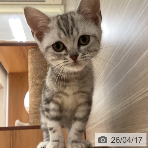 山形県のアメリカンショートヘアー (ペットプラス 天童店/2026年2月6日生まれ/男の子/シルバータビー)の子猫の4枚目の画像