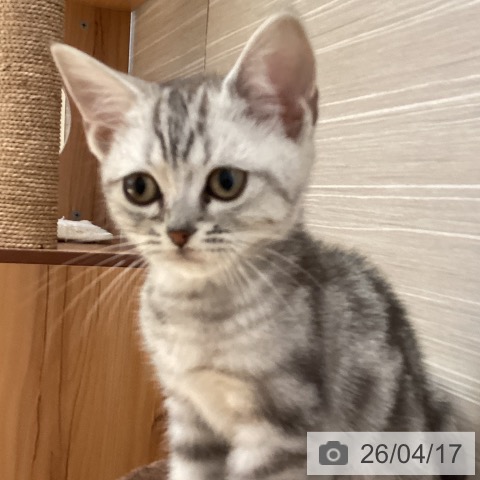 山形県のアメリカンショートヘアー (ペットプラス 天童店/2026年2月6日生まれ/男の子/シルバータビー)の子猫の3枚目の画像