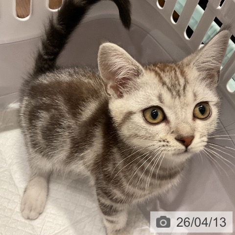 福岡県のアメリカンショートヘアー (ペットプラス 八幡東店/2026年2月6日生まれ/男の子/シルバータビー)の子猫の4枚目の画像