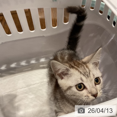 福岡県のアメリカンショートヘアー (ペットプラス 八幡東店/2026年2月6日生まれ/男の子/シルバータビー)の子猫の3枚目の画像