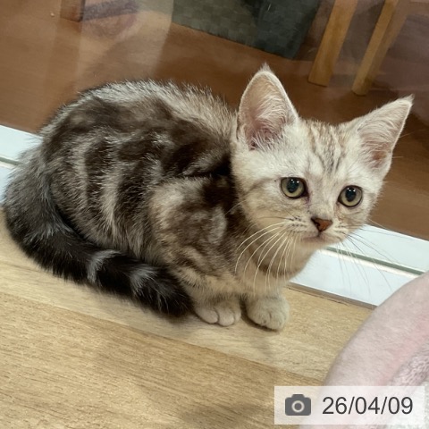 福岡県のアメリカンショートヘアー (ペットプラス 小倉南店/2026年2月6日生まれ/男の子/シルバータビー)の子猫の4枚目の画像