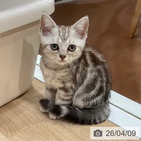 福岡県のアメリカンショートヘアー (ペットプラス 小倉南店/2026年2月6日生まれ/男の子/シルバータビー)の子猫の3枚目の画像