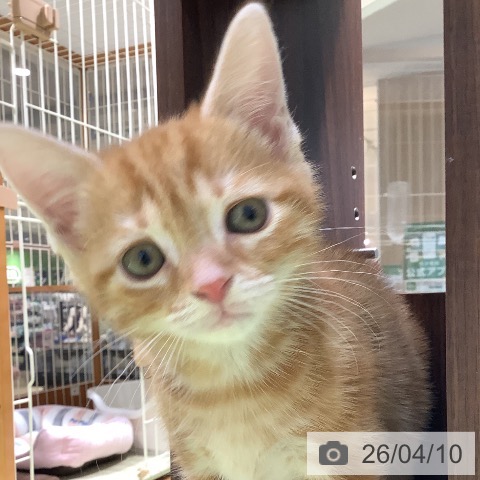 長野県のアメリカンショートヘアー (ペットプラス 松本店/2026年2月6日生まれ/男の子/レッドタビー)の子猫の3枚目の画像