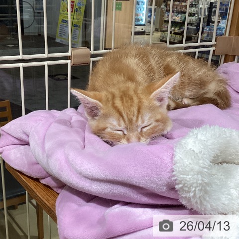 長野県のアメリカンショートヘアー (ペットプラス 松本店/2026年2月6日生まれ/男の子/レッドタビー)の子猫の3枚目の画像