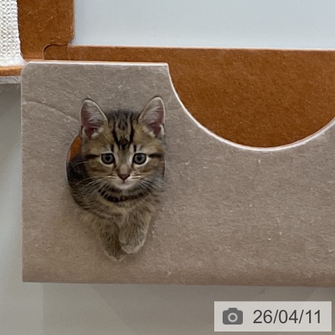 埼玉県のアメリカンショートヘアー (ペッツワン 浦和美園店/2026年2月6日生まれ/男の子/ブラウンタビー)の子猫の3枚目の画像