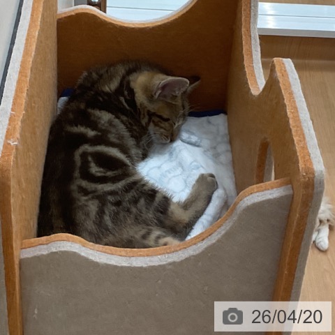 埼玉県のアメリカンショートヘアー (ペッツワン 浦和美園店/2026年2月6日生まれ/男の子/ブラウンタビー)の子猫の3枚目の画像