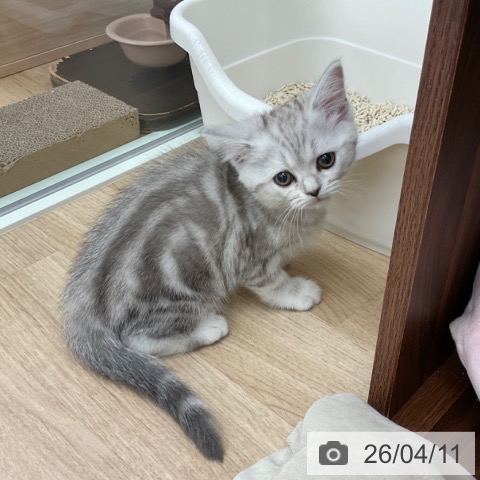 福岡県のマンチカン (ペットプラス 春日店/2026年2月2日生まれ/女の子/シルバータビー)の子猫の4枚目の画像