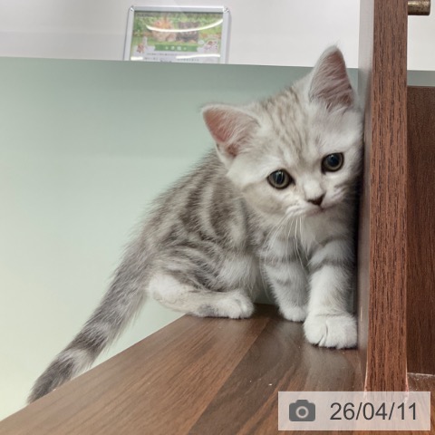 福岡県のマンチカン (ペットプラス 春日店/2026年2月2日生まれ/女の子/シルバータビー)の子猫の3枚目の画像