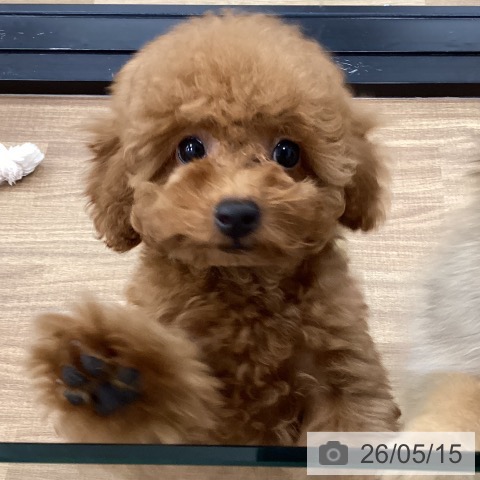 茨城県のトイプードル(トイ) (ペッツワン つくば店/2026年2月8日生まれ/女の子/レッド)の子犬の4枚目の画像