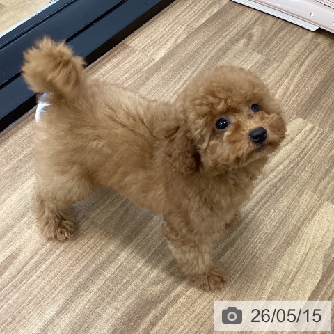 茨城県のトイプードル(トイ) (ペッツワン つくば店/2026年2月8日生まれ/女の子/レッド)の子犬の3枚目の画像