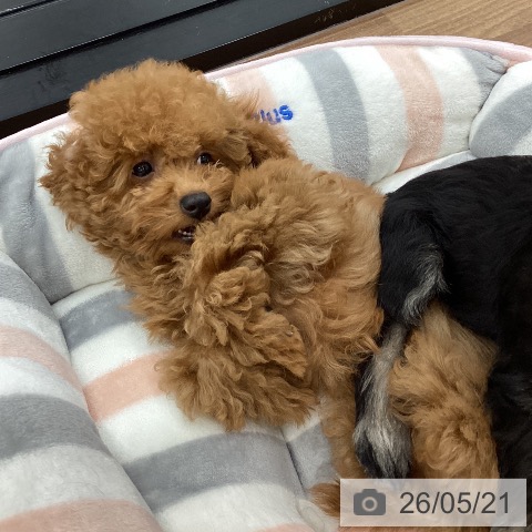 茨城県のトイプードル(トイ) (ペッツワン つくば店/2026年2月8日生まれ/女の子/レッド)の子犬の3枚目の画像