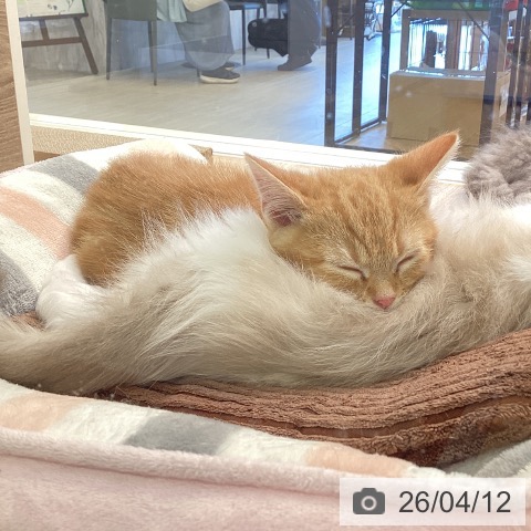 神奈川県のアメリカンショートヘアー (ペットプラス ゆめが丘ソラトス店/2026年1月29日生まれ/男の子/レッドタビー)の子猫の4枚目の画像