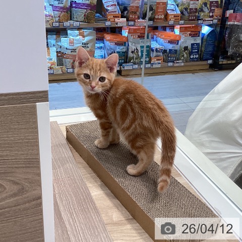 神奈川県のアメリカンショートヘアー (ペットプラス ゆめが丘ソラトス店/2026年1月29日生まれ/男の子/レッドタビー)の子猫の3枚目の画像