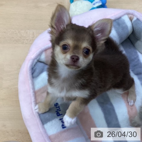 埼玉県のチワワ(ロング) (ペットプラス 羽生店/2026年2月8日生まれ/女の子/チョコレートタン)の子犬の4枚目の画像