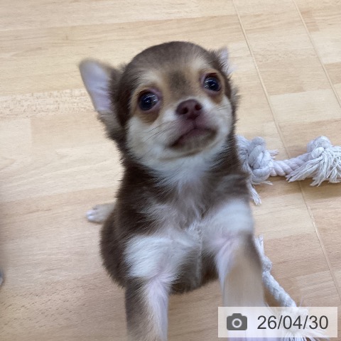 埼玉県のチワワ(ロング) (ペットプラス 羽生店/2026年2月8日生まれ/女の子/チョコレートタン)の子犬の3枚目の画像