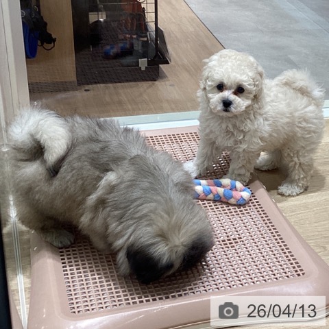 宮城県のトイプードル(トイ) (ペットプラス 仙台上杉店/2026年2月8日生まれ/男の子/クリーム)の子犬の4枚目の画像